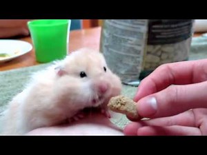 Hamster stuffing his cheeks