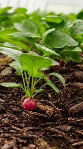 Always go back to nature. | The Local Harvest Market