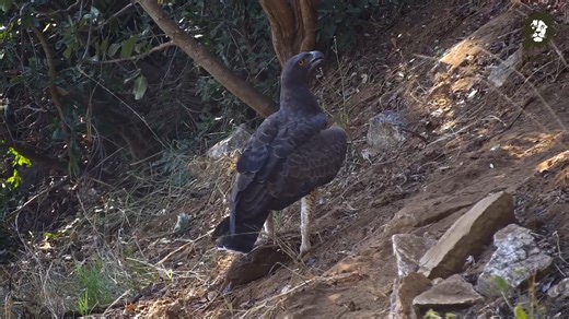 Our favourite highlight from the weekend! A martial eagle walks off with a greater cane rat on the banks of Olifants river! ROYAL INGWE RIVER LODGE #safari #birdlife #birds #africam #webcam #livestreaming #nature #wildlife | Africam