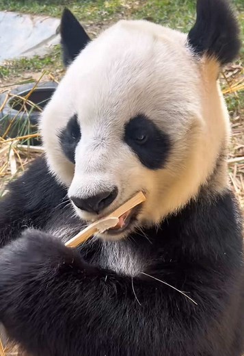 Watch Cute Pandas Eating Bamboo
