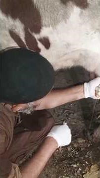 Viral warts around teat end or inside canalPhysically obstruct milk flow