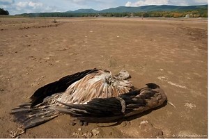 🆘 Urgent appeal! Our annual Red List update shows steep declines in many struggling species, like these vultures. Some African Vulture populations have declined up to 99.9% because of poaching and poisoning. These are just some of the species that desperately need our help. Your donation could help us: ✔️ Do the vital research needed to keep track of threatened bird numbers around the world and ensure they are protected ✔️ Create Vulture Safe Zones in Africa, a method used to save a species on 