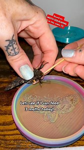 Feeding 3 moths! All 3 are so different 😂 ones quite, one squeaks the other well, he just refuses 😂 #moths | Jumping spider & Moth life