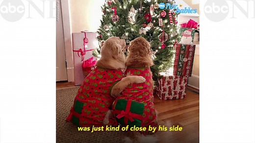 This blind dog has his very own guide dog