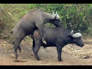 Asian Water Buffalo Breeding & Reproduction | Buffalo Mating Behavior Documentary