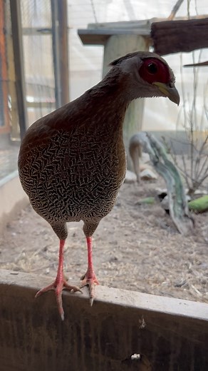 2.6K views · 160 reactions | Beautiful silver pheasant hens 癩❤️ and Sterling stealing the focus back  #sterlingsilverpheasant #silverpheasant #pheasantsofinstagram #hotoffthenest #Lophuranycthemera | Hot Off The Nest | Facebook
