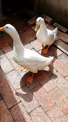 The sound of quack between male and female ducks