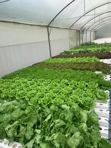 [Hot Item] Complete Greenhouse Growing System with Nft Hydroponic Channel