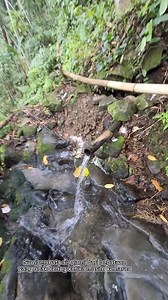 Jamban alami tanpa penutup di tengahutan, kalu pagi airnya anget, Musim kemaraupun airnya tidak kering #Jambanalami #jamban #Biral #perkampungan | Cianjur-Ran