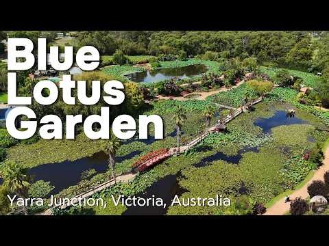 Blue Lotus Water Garden from the air, Yarra Junction, Victoria, Australia