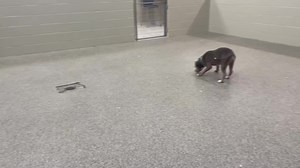 17K views · 657 reactions | Tank ♥️ | Mahoning County Dog Warden | Facebook