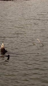 A Classic Place to toss a spinnerbait #bassfishing #fishing | Wade Middleton