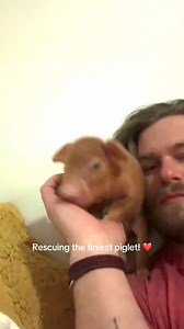 4.5K views · 293 reactions | She's like the size of his hand!  @Dan @ Barn Sanctuary #pig #animalrescue | Pet Lover | Facebook