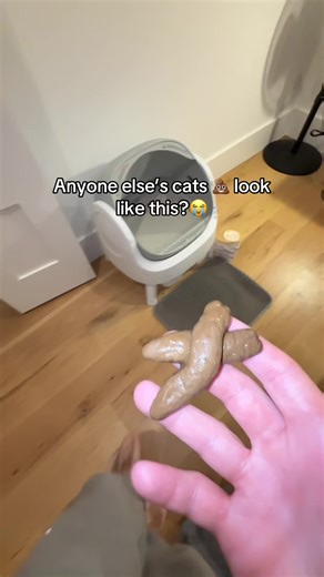 Affordable Automatic Litter Box for Cats