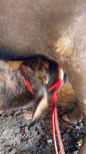 Desi Desi na bolya kar chori re....#shortvideo