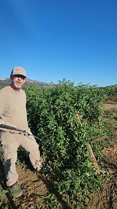 Late summer tomato plant evaluation. Should you prune your tomato plants now? 👍🌱✌️🍅#tomatoplants #growyourownfood #organicgardening #summertime | Wild Boar Farms