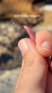 28K views · 260 reactions | வித்தியாசமான உயிரினம் #tamilgalattanews #reels #tamilfacts #factsintamil #tamilinfoshare | Tamil Galatta 24/7 | Facebook