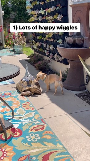 The softest head rubbies and little tappy taps are a sign of true love. Not to mention his soft butterfly kisses. And, little Skippy simply cannot resist Tilly G when he is all dressed up! 🎩🐢🐶😘🦋😍🤗 #love #cuteness #goodvibes #smile | Tilly G The Tortoise