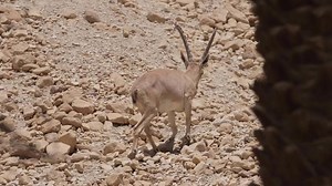 Nubian Ibex in Ein Gedi Nature Reserve, Israel