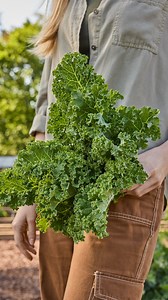 7.4K views · 95 reactions | Looking for a kale that’s easy to grow...