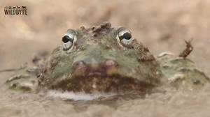 283K views · 6.2K reactions | Valley of the Kings 18 - हिन्दी डॉक्यूमेंट्री #animals #wildanimals #Jungle #documentary | WildByte | Facebook