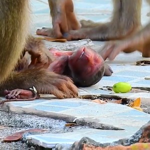 Sad News of Abandoned mom Lori! Poor mom Lori although she know her newborn baby was died but she can't leave her baby. #babymonkey #monkey #monkeys | Emery Monkey