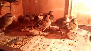 Green jungle fowl baby chicks... Just hatched,... | Cemani Farms