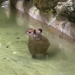 14K views · 1.8K reactions | Thi thoảng mới zô tri thoii.. | Sài Gòn 24h | Facebook