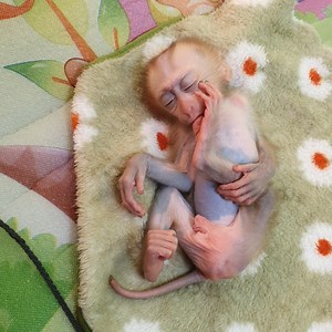Cute baby monkey deep sleeping - Monkey Mean Mean Part 424 | Monkey Mean Mean