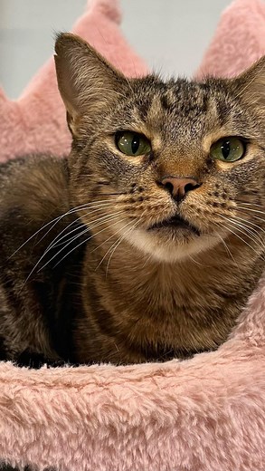 Meet Betty, our Pet Of The Week! With this hypnotic stare, I’m sure she’ll find a forever home soon Lol! Click link in bio for more info… | 106 WCOD