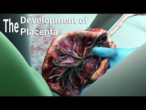 development of the Placenta-labor and delivery - A Miracle of Life from Conception to Birth