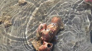 Amelia Island Kayak Excursions on Reels | Facebook