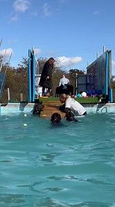 Labrador pool party madness!! | Canine Dip and Dive Maldon