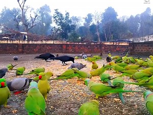 11K views · 459 reactions | How to attract wild parrots to your roof | Parrots | BIRD 24 | Facebook