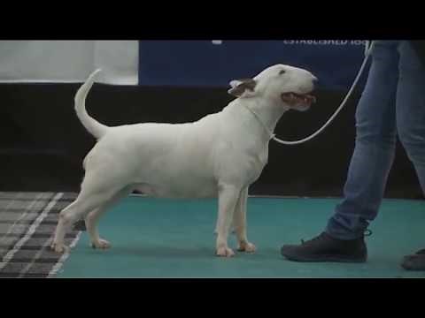 The Bull Terrier Club - Trophy Show 2016