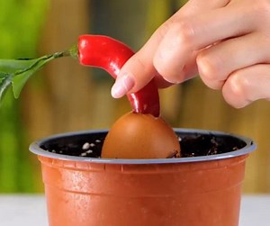 406K views · 1.6K reactions | Consejos esenciales para ahorrar tiempo, dinero ¡y crecer más! | Ideas en 5 minutos | Facebook