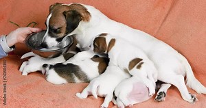 nursing female Jack Russell Terrier drinks a formula to increase milk and feeds her puppies