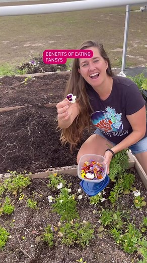 2.4K views · 78 reactions | Pansies are edible flower that can be added to cakes and other deserts. They come in many colors and sizes. #pansies #pansyflower #edibleflowers #edibleflowersandleaves #flowerstagram #flowerpower #ediblegarden #flowergarden #flowers | plantsages | Facebook