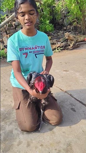 பட்டா வகையைச் சேர்ந்த அழகான செங்கருப்பு சண்டை சேவல் 😻 😻 🥰