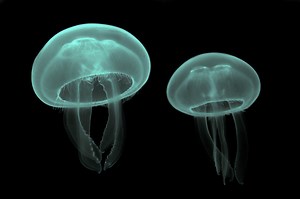 Cnidarians of the Deep | Natural World Facts