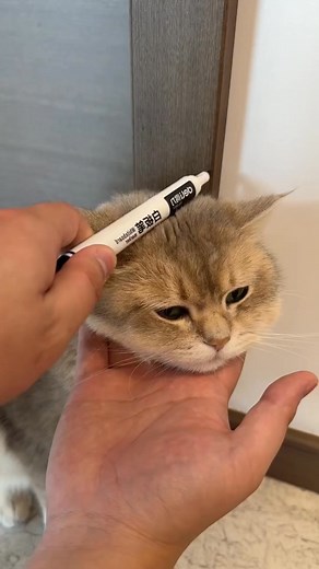 Pets Go Wild for Wall Corner Massage Comb. We pinned the link in the comments! | Cats Dogs