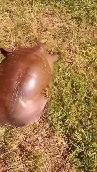 16K views · 503 reactions | Ingat Cerita Arnab Dan Kura-Kura?...