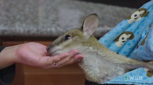 20K views · 449 reactions | Walter the Wallaby melts hearts, but fixing behavior issues requires a rather delicate surgery. | National Geographic Animals | Facebook