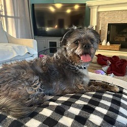 Overland Park, KS - Schnauzer (Miniature)/Lhasa Apso. Meet Darla  a Pet for Adoption - AdoptaPet.com