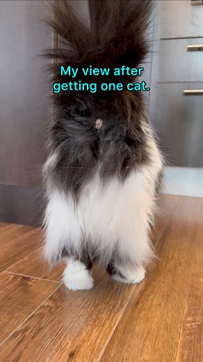 🍑🍑🍑 #clowder #catsoffacebook #catsofreels | The Oreo Cat