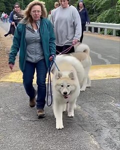 Whisker Walk 2023 | Big East Akita Rescue
