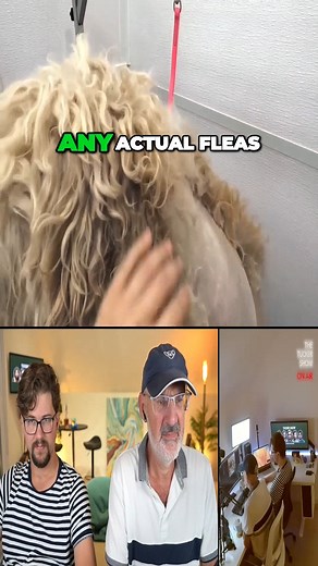 Revealing Flea Poop, Is Your Pet at Risk? Watch to Find Out! #pet #petcare #poodle #goldenretriever #groom #grooming #groomer | Tucker Reacts