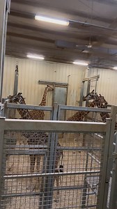 Giraffes embrace Ohio winters in specially designed barn at Columbus Zoo >> http://tinyurl.com/2wy6j9c2 | FOX 28 Columbus