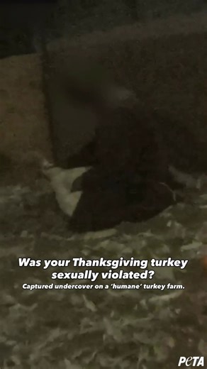 Our investigation uncovered workers at a turkey facility violating live, terrified turkeys—mimicking masturbation, humping them, and kicking them. This is what “humane” looks like in the meat industry. | PETA (People for the Ethical Treatment of Animals)