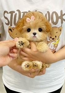 50K views · 166 reactions | It’s time for this teddy bear dog to get a haircut! This adorable creature is very cooperative and shows great patience while having his hair done. #EcoCivilization #EcoFuture #FunChina | China Plus South Africa | Facebook